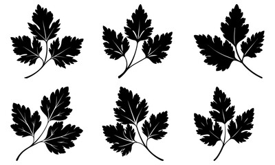 Fototapeta premium Cilantro silhouette vector