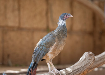 Red-tailed guan adult, standing on branch. Rufous-vented chachalaca or Cocrico (Ortalis ruficauda). 