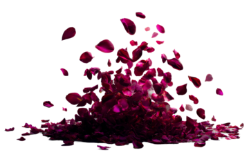 Vibrant rose petals scattered in a dynamic, graceful display