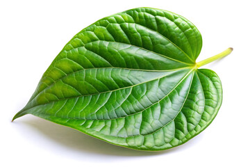 Obraz premium green betel leaf on white background