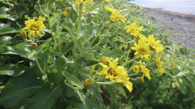Sea-beach groundsel (Senecio pseudoarnica) on the sea meadows (seagrass meadow, oceanic sedge-herb-gramineous Kamchatka tall meadow) of the Sea of Japan. Sakhalin
