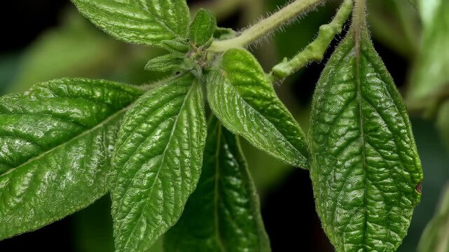 Macro image showcasing vibrant green leaves with intricate vein patterns and textured surfaces, close-up on a twig, detailed nature shot