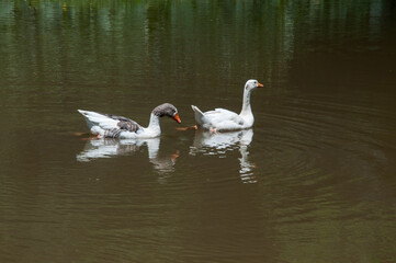 two white gooses swimming on a lake in the park in summer