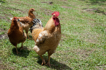 free range chicken on green grass