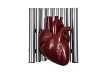 Realistic heart model placed on silver metallic bars for display