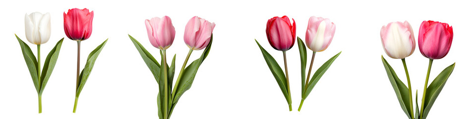 Naklejka premium Colorful tulip bouquets in various stages of bloom