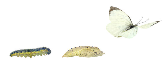 Cabbage butterfly, Pieris brassicae (Lepidoptera: Pieridae), also called large white, cabbage white, cabbage moth or large cabbage white. Life cycle isolated on a white background