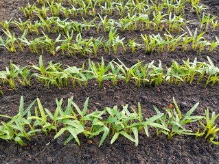 Fresh green water spinach (Ipomoea aquatica) in organic plant garden 