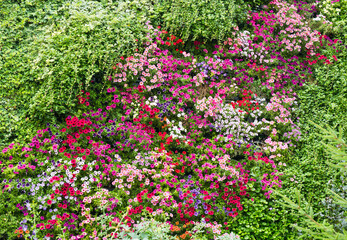 Green wall with colorful petunia flowers in sunny summer day (background)
