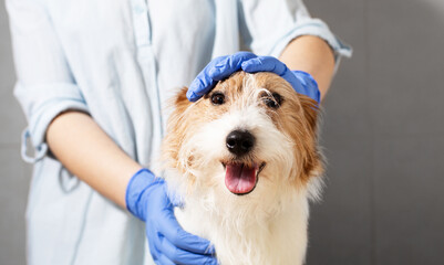 Vet with Blue Gloves Gently Petting Jack Russell Terrier