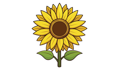 sunflower on white background