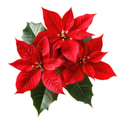 Close-up of three vibrant poinsettia flowers.  Deep red petals, surrounded by dark green foliage.  Brightly lit, detailed image