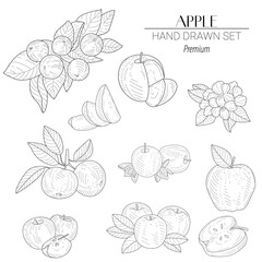 Hand-drawn vector set featuring whole apples, sliced apples, apple blossoms, and leaves. Great for autumn themes, organic food packaging, and farm branding.