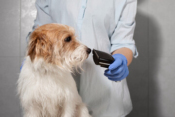 Jack Russell Sniffing Clipper Before Grooming Procedure