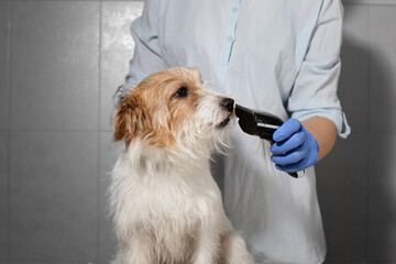 Jack Russell Relaxing on Table During Grooming Preparation
