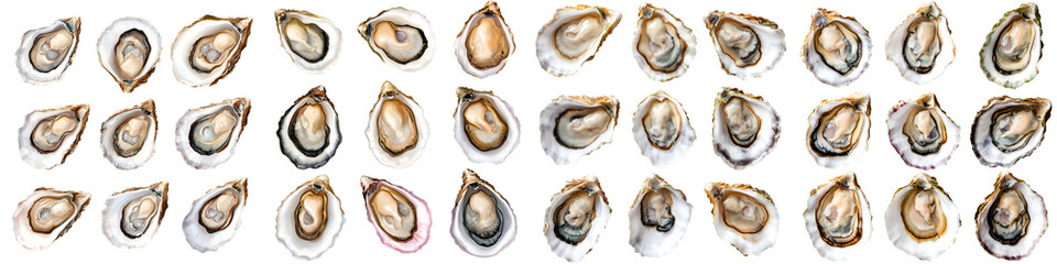 Collection of fresh, raw oysters on a white background