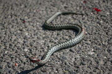 Injured common european adder or vipera berus showing bloody wound lying on asphalt road