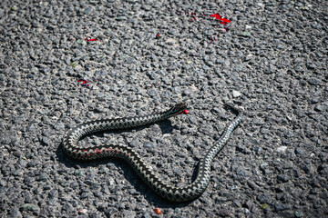 Injured common european adder or vipera berus showing bloody wound lying on asphalt road