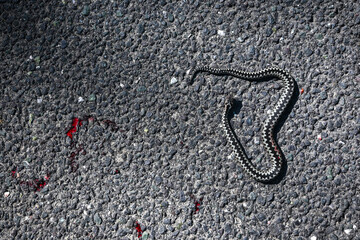 Injured common european adder or vipera berus showing bloody wound lying on asphalt road