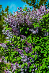 Obraz premium Bright purple lilacs in sunlight against a blue sky.