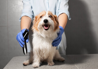 Calm Dog Sitting on Table Next to Grooming Clipper