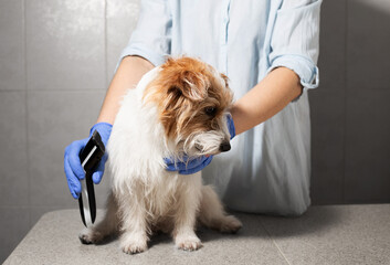 Calm Dog Ready for Grooming with Electric Clipper Nearby