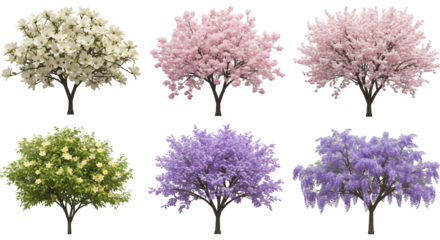 Collection of Six Blooming Trees with White Pink Purple and Yellow Flowers on Transparent Background
