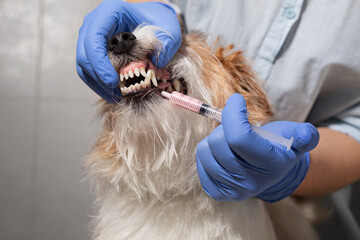 Vet gives dog oral medicine using syringe