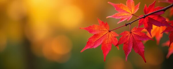 Vibrant red-yellow Tatar maple branch, autumn leaves , botany, tatar maple, branch