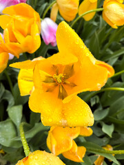 Floral Brilliance: Dew-Draped Yellow Tulip