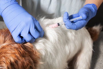 Injection procedure in dog scruff area