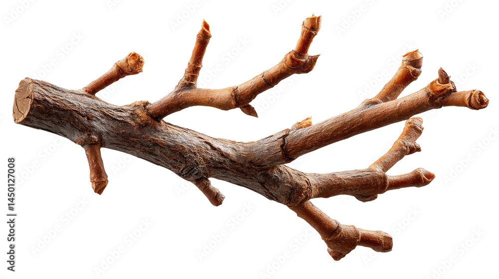 Poster bare branch detail: a close-up captures the intricate detail of a bare branch, showcasing its textur