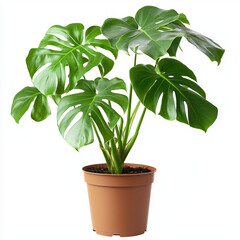 Fototapeta premium plant in a pot