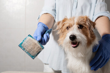 Dog grooming with brush full of fur
