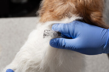 Manual trimming of terrier's coat
