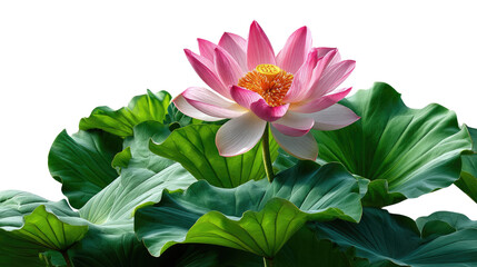 Obraz premium Lotus Blossom and Leaves: A vibrant lotus flower in full bloom, its delicate pink petals gracefully unfurling amidst a bed of lush green leaves, capturing the essence of serenity.