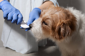 Dog sniffing cleaning solution on cotton pad
