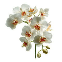Naklejka premium Fresh and Colorful Orchid Flower Collection on White