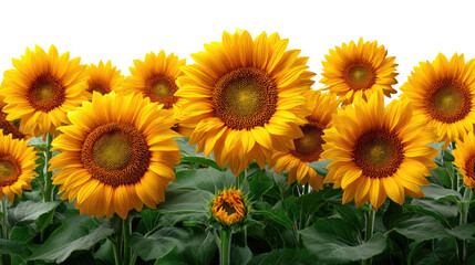 Fototapeta premium Sunflower Field in Bloom: Capturing the vibrant essence of a summer day with a lush field of radiant sunflowers. Their large, golden petals reach toward the sunlight, radiating warmth and joy.