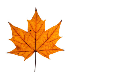 Fototapeta premium Isolated Yellow Maple Leaf with Transparent Background for Autumnal Designs and Seasonal Decoration