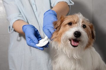 Jack Russell watching cleaning solution