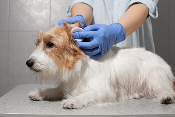Vet cleaning dog's ears with cotton pad