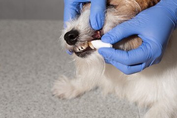 Dental care for Jack Russell terrier