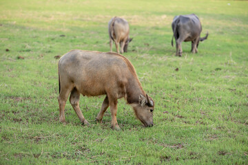 Thai buffalo eating grass is raised and released in the meadow. Water buffalo in the countryside Thailand