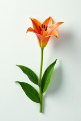 Fototapeta premium Single lily stem with vibrant leaves against pure white backdrop , elegant, stem