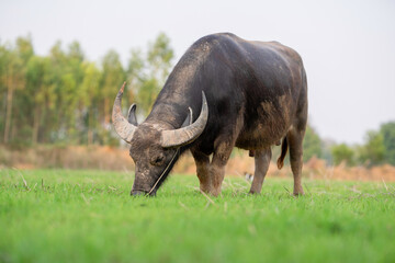 Thai buffalo eating grass is raised and released in the meadow. Water buffalo in the countryside...