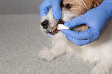 Removing tartar from dog teeth