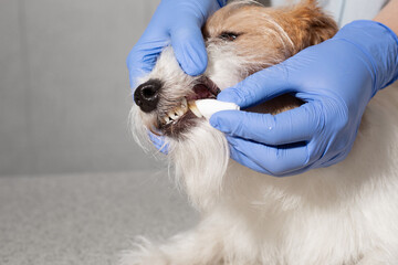 Oral hygiene procedure for dog
