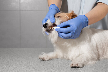 Blue gloved hands performing dental cleaning