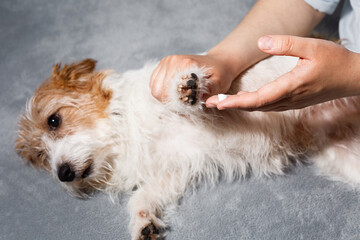 Dog paw care with moisturizing cream